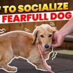 A detailed, systemized behavioral flowchart explaining the step-by-step gradual desensitization protocol for a fearful rescue dog, highlighting the sub-threshold baseline and the 3-3-3 Dog Adoption milestone framework. How to Help Fearful Rescue Dog