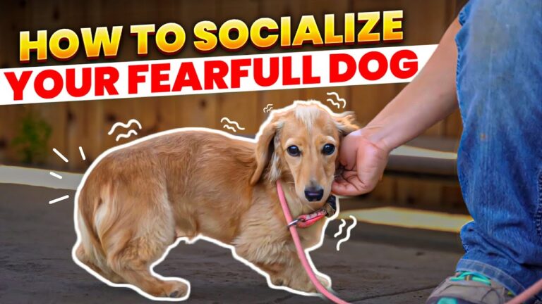 A detailed, systemized behavioral flowchart explaining the step-by-step gradual desensitization protocol for a fearful rescue dog, highlighting the sub-threshold baseline and the 3-3-3 Dog Adoption milestone framework. How to Help Fearful Rescue Dog